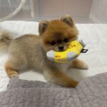 Cute Dog Socks Hidden Food List - Image 5