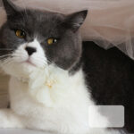 Pet Cat Dog Cute Retro Big Flower Collar Necklace - Image 4