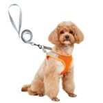 Dog Hand Holding Rope Vest Small Dog Dog Leash Teddy Bichon Breathable Chest Strap Pomeranian Puppy Small Dog Leash - Image 6