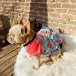 Spring And Autumn Thin Short Sleeve Dog Cotton Clothes - Image 3