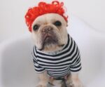 Creative Pet Simple Funny Wig Headgear - Image 3