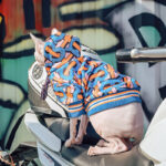 Dog Clothes Pet Clothes French Bulldog Clothes Hairless Cat Clothes Spring And Autumn Sweater - Image 2