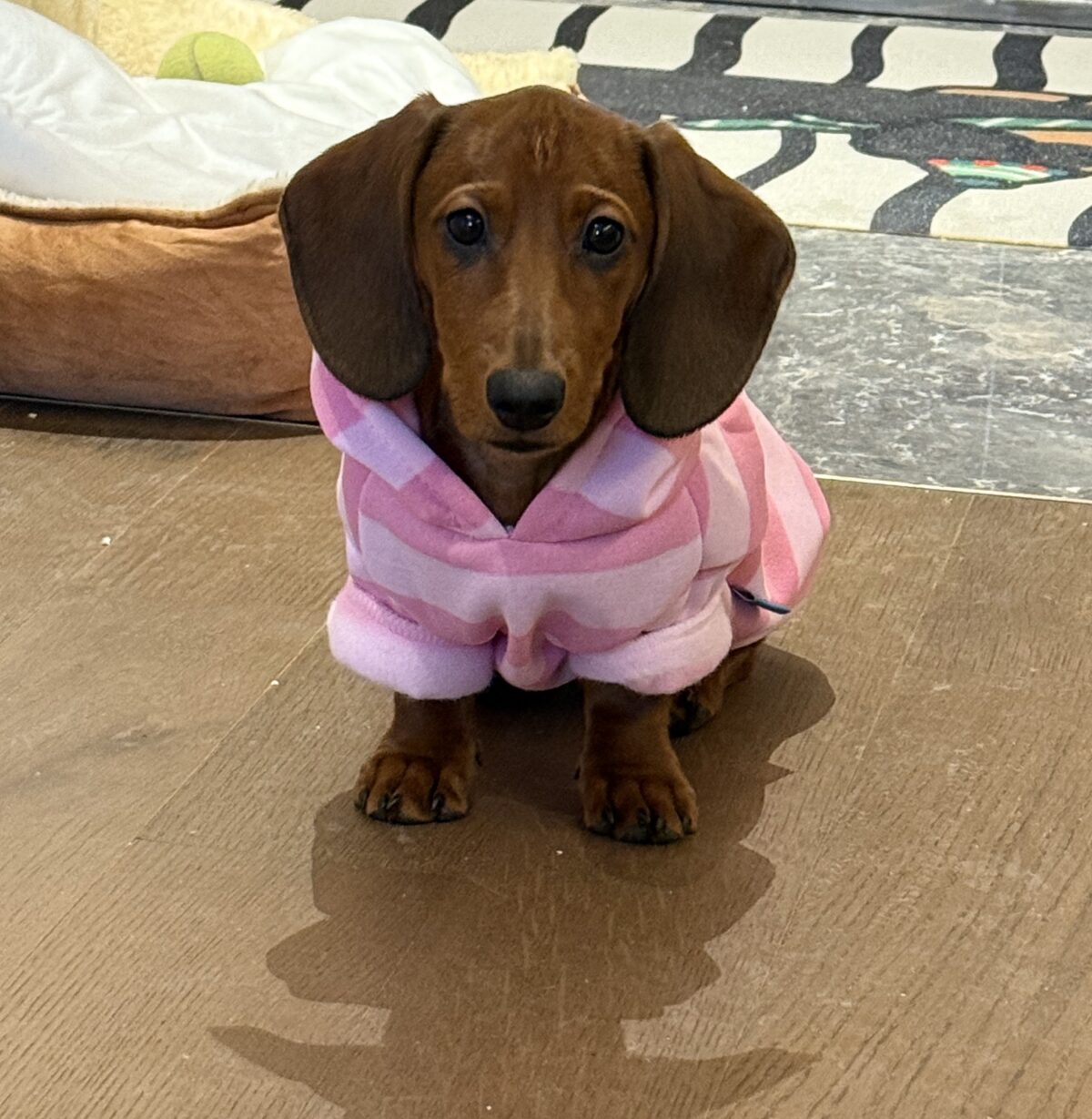 Pet Autumn And Winter Thin Velvet Hooded Pink Striped Sweater - Image 5