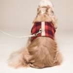 Dog Harness Small Dog Vest Type Leash - Image 2