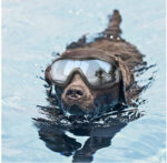 Pet Waterproof Windproof Sunscreen And UV Protection Glasses - Image 4