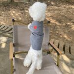 Dog Cat Autumn And Winter Warm Pet Sweater Small And Medium Solid Color Cardigan - Image 2