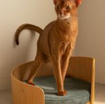 Cathouse Doghouse Removable Solid Wood Cat Bed - Image 7