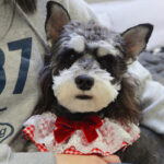 Cute Cat Dog Scarf Photo Jewelry - Image 4