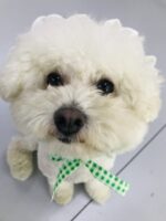 Creative Plaid Dog Dress Set - Image 10