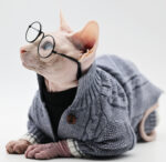 Pure Cotton Knitted Soft Fabric Hairless Cat Sweater - Image 2