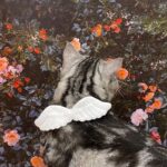 New Cat Specific Pet White Collar Angel Wing Accessories Outdoor Dog Neck Rings Butterfly Tie Supplies Pet Decoration Supplies - Image 6