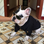 Dog Winter Clothes Padded Warm Jacket Plus Velvet - Image 5