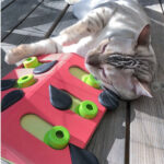 The Cat Grasps The Board And Misses Food - Image 2