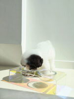 Acrylic Pet Dazzling Bowl Food Basin Small Dog - Image 4