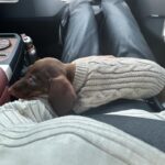 Winter Wear Warm Pet Autumnwinter Clothes - Image 2