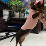Pet Fashion Waffle Pure Cotton Vest - Image 4