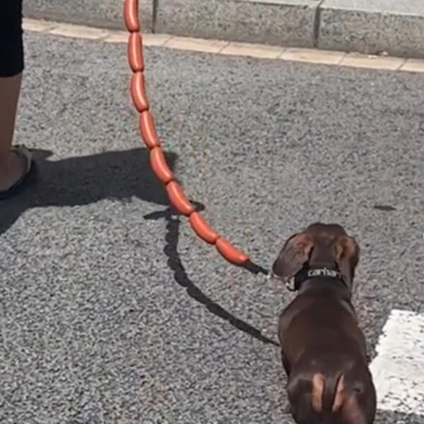 Dog Traction Chain Big Sausages Traction Rope Thick Funny Pet Traction Belt For Small Medium Pet Accessories Dog Leads String