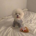 Korea Plaid Khaki Blue Pocket Pajamas For Dogs - Image 5