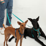 Dog Leash Explosion-proof Puppies Type - Image 5