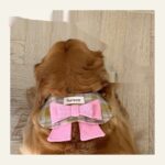 My Maillard Puppy Bow Bib - Image 4