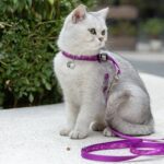 Pet Cat Bell Chest Strap Haulage Rope Package Vest Small Dog Teddy Leash - Image 7