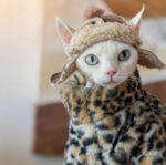 Fluffy Leopard Hairless Cat Clothes Short Plush Cat Fur - Image 3