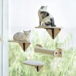 Meow Hu Wang Is Also Cat Scratch Trees Not Covering An Area Of Glass Wall