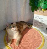 Cat Climbing Frame Sisal Cat Scratching Board Cattery Decoration Cat Cat Paw Toy Cat Jumping Platform - Image 3