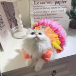 Pet Cat Clothes Dog Lace Mesh Dress - Image 3