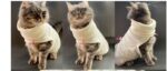 Winter Hairless Cat Sphinx German Universal - Image 3