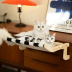 Bed Supplies Cat Hanging Bed Pet Cat Climbing Frame - Image 3