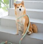 Pet Dual-purpose Integrated Round Rope Dog Leash - Image 3