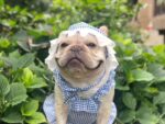 Creative Plaid Dog Dress Set - Image 3