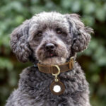 Retro Double-sided Cowhide Dog Collar Handmade Halter Positioning Tracking Anti-lost - Image 3