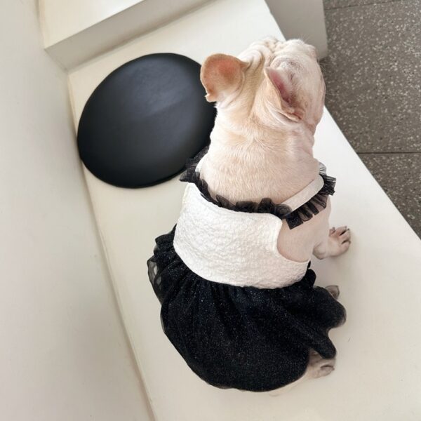 Pomeranian Small Dog Jarre Aero Bull Dress