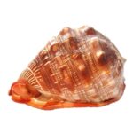 Natural Super Large Wanbao Snail French Snail Large Conch Landscaping - Image 2