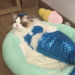 Cat Mermaid Costume Creative Cat And Dog Costumes Funny Cat Mermaid Costume Cat Mermaid Fishtail Dress Puppy Mermaid Fishtail Dress Pet Mermaid Costume Humor Funny Photo Props - Image 2