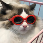 Pet Dog Cat Multi-color Sunglasses Cool Handsome Accessories - Image 5