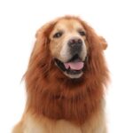 Pet Supplies Dog Wig Dog Hat Lion Head Cover - Image 6