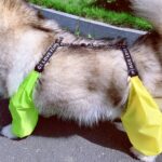 Adjustable Dog Four Legged Raincoat - Image 4